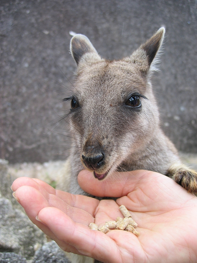 114 Granite Gorge.jpg